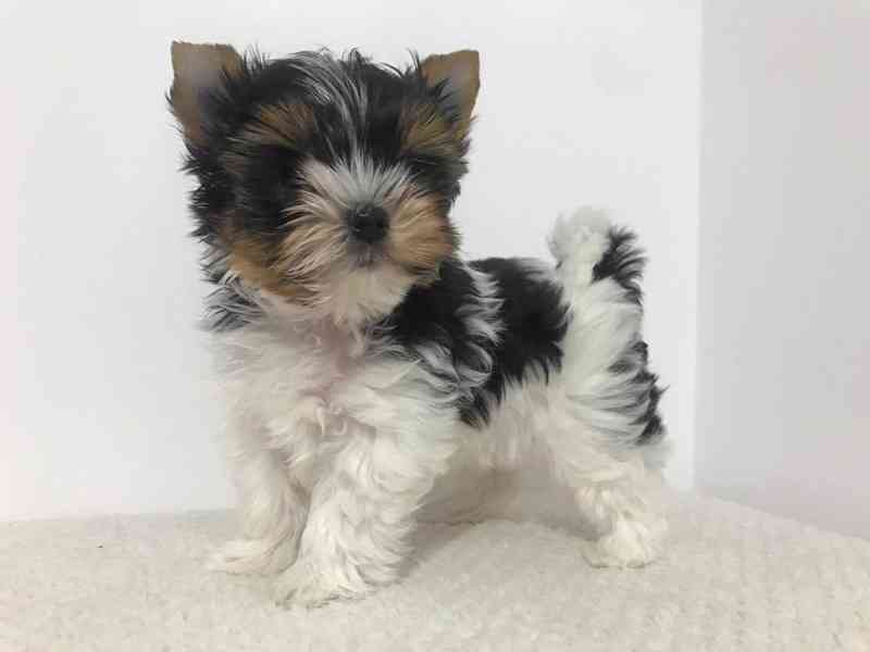 Yorkšírský teriér (Jorkšírský teriér) - foto 4