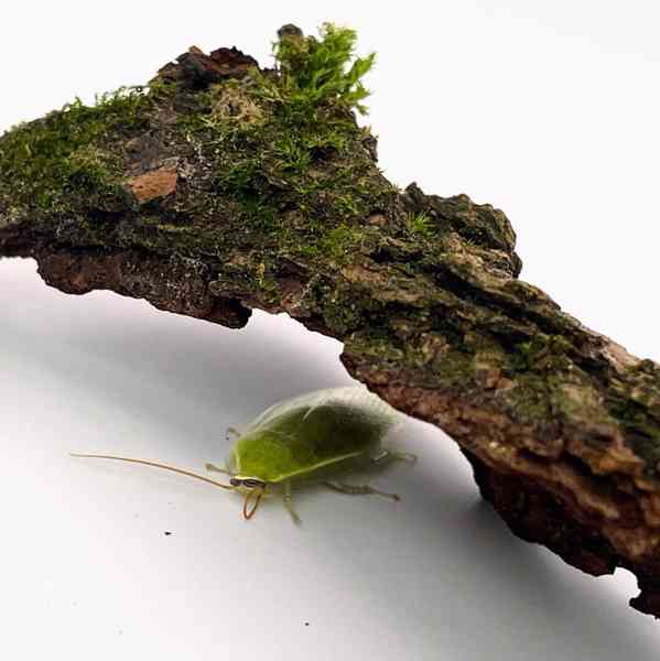 Šváb zelený (Panchlora nivea) - foto 3