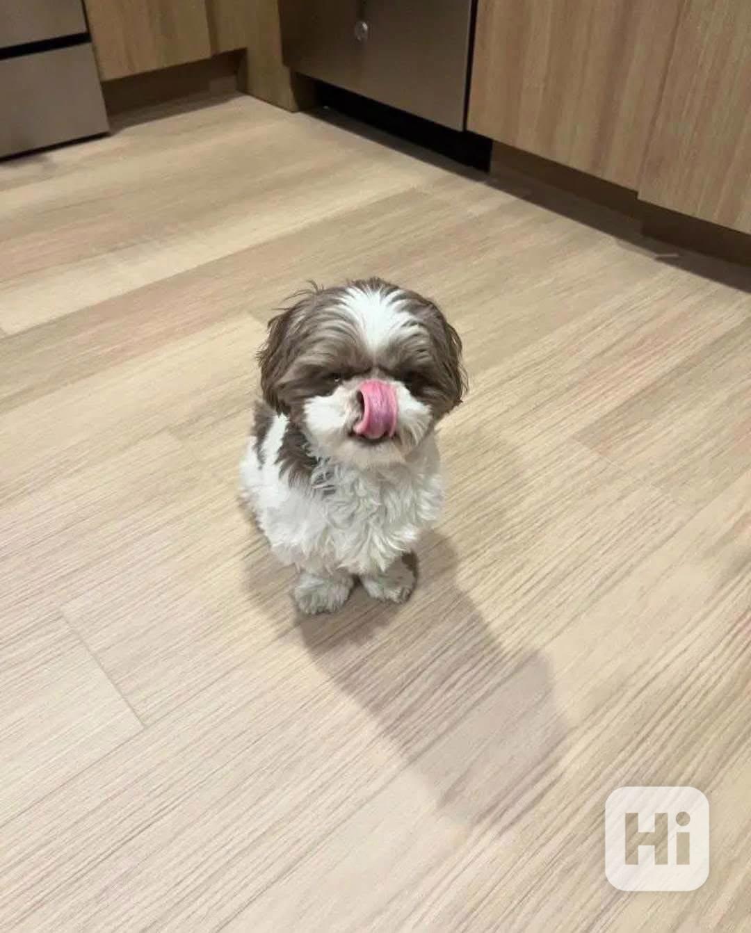 Štěňata Shih Tzu WhatsApp +34 691 11 04 90 - foto 1