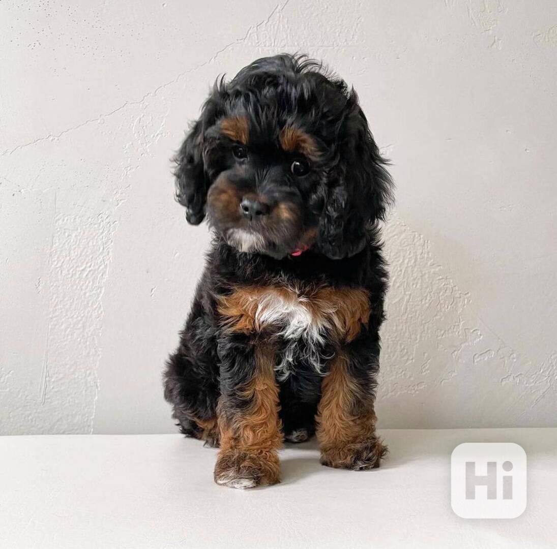 Okouzlující štěňata cavapoo - foto 1