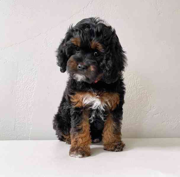 Okouzlující štěňata cavapoo - foto 1