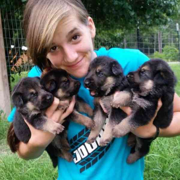 Roztomilá štěňata německých ovčáků zdarma k adopci - foto 2