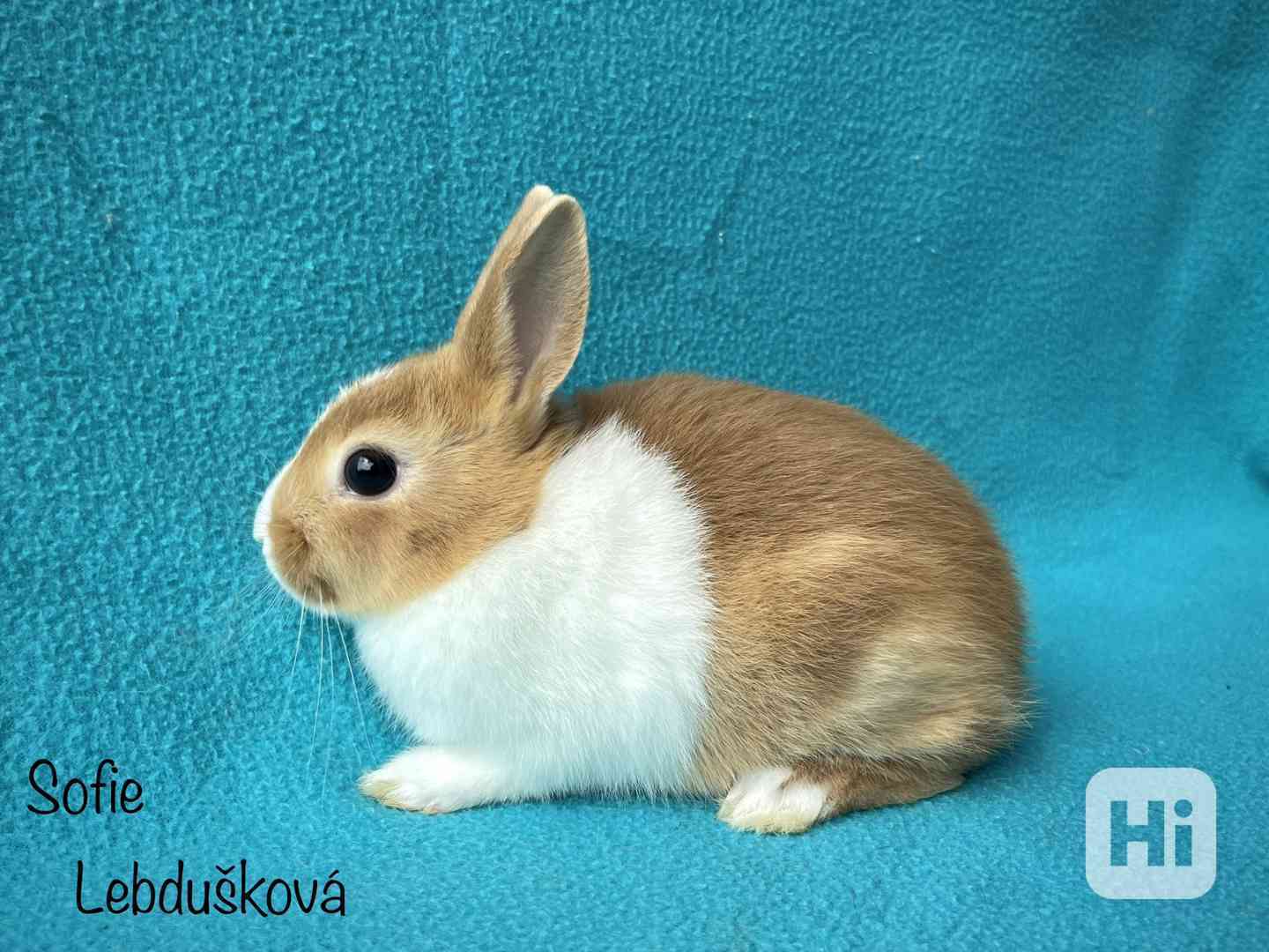 králík - foto 1