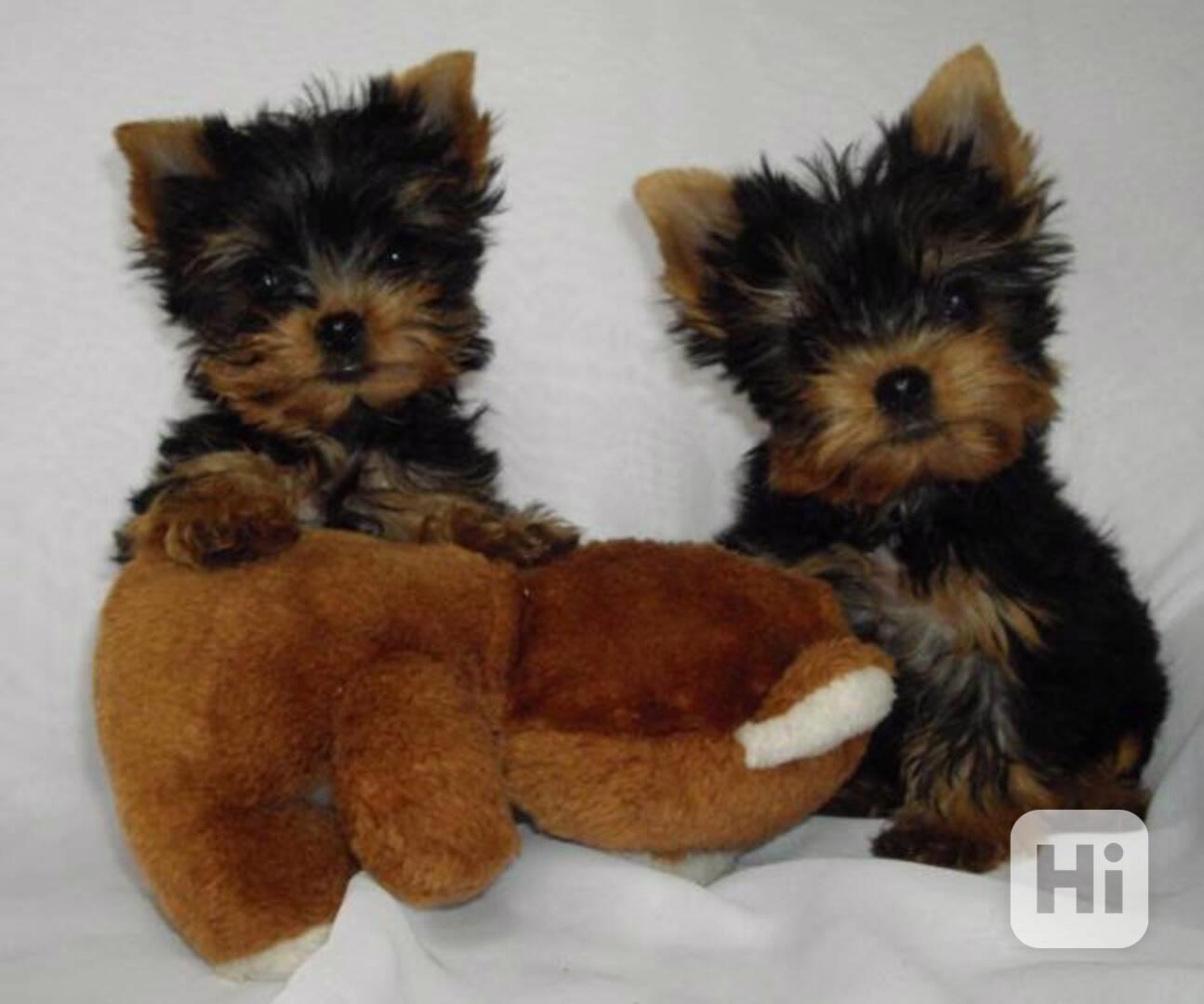 Registrovaná štěňata jorkšírského teriéra Zbývají 2 malí jor - foto 1