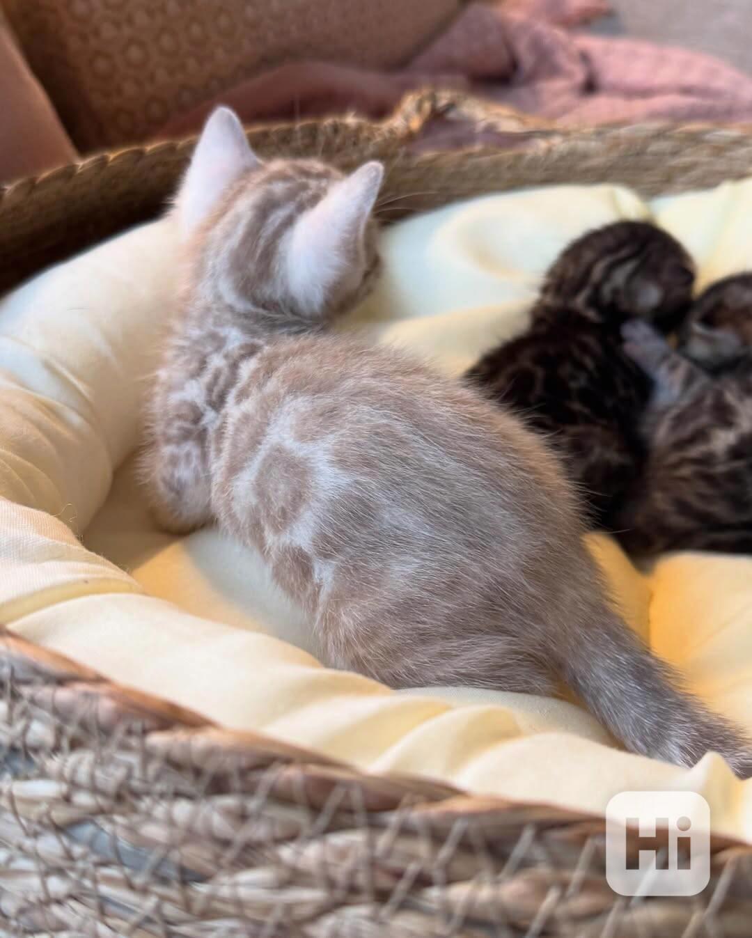 Úžasná čistokrevná bengálská koťata na prodej/adopci - foto 1