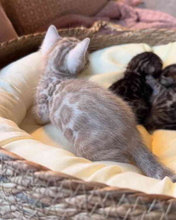 Úžasná čistokrevná bengálská koťata na prodej/adopci - foto 1
