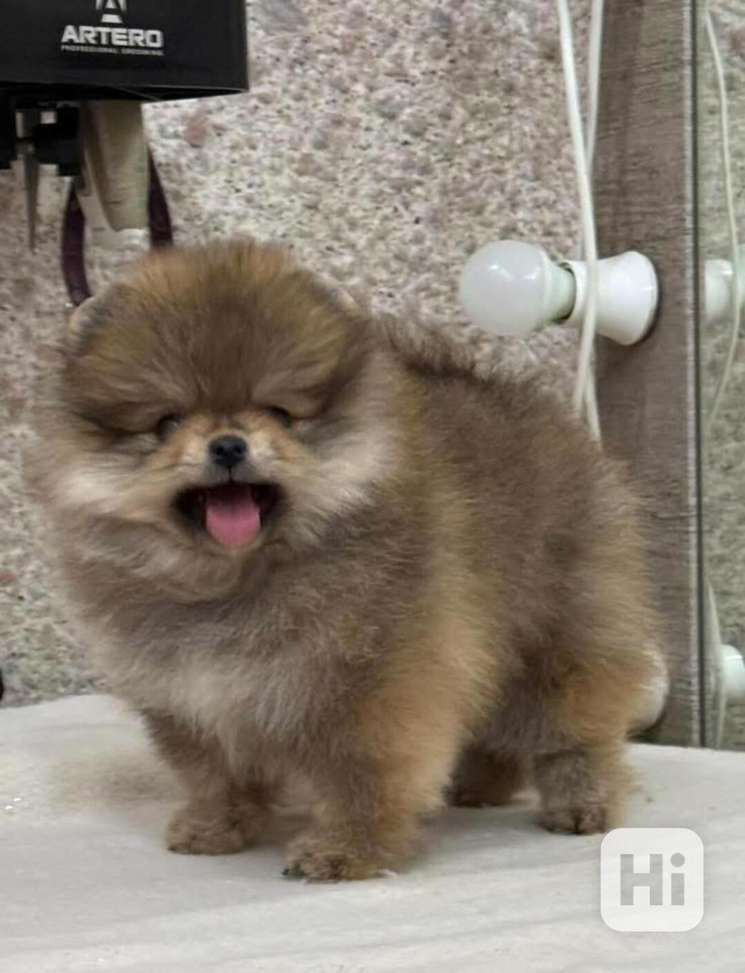 Prodáváme rozkošné pomeraniany - foto 1