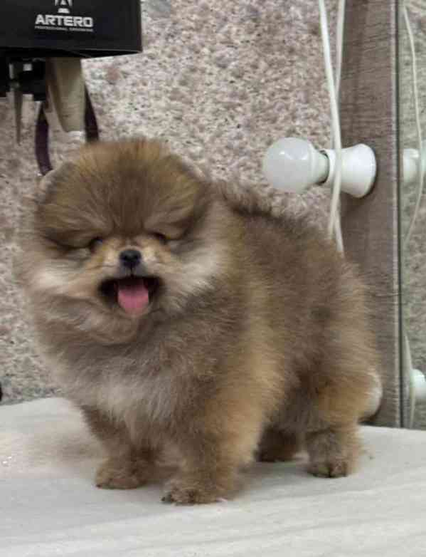 Prodáváme rozkošné pomeraniany - foto 1