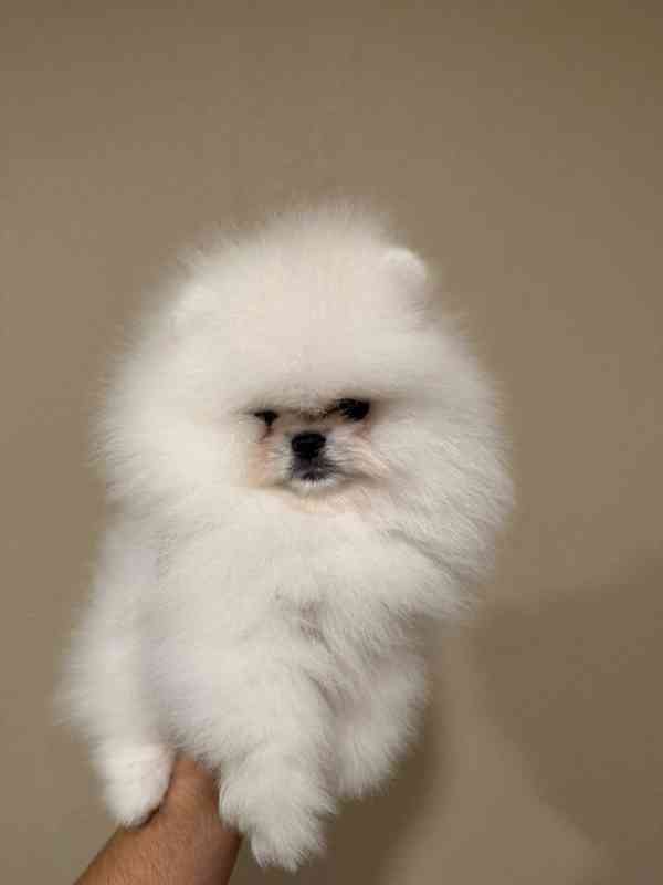 Prodáváme rozkošné pomeraniany - foto 3