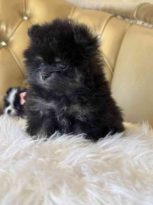 Prodáváme rozkošné pomeraniany - foto 2