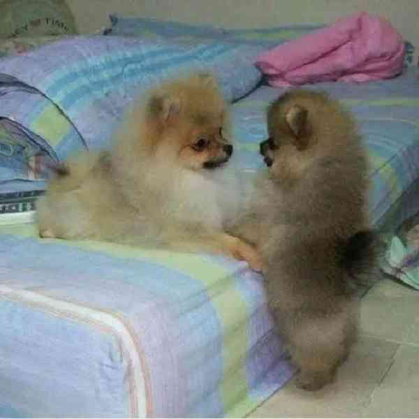 Prodáváme rozkošné pomeraniany - foto 5