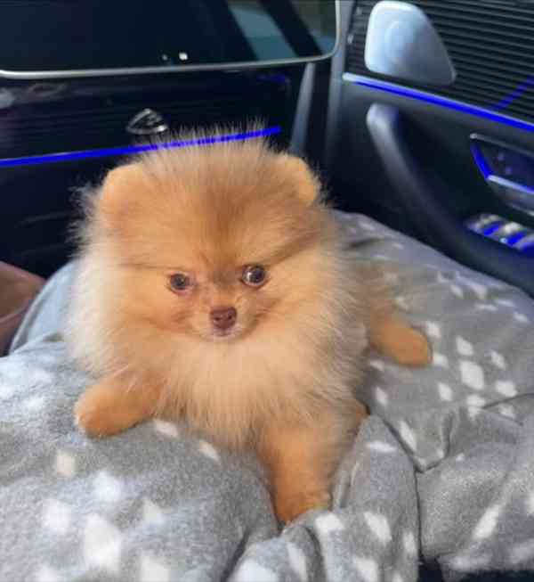 Prodáváme rozkošné pomeraniany - foto 4