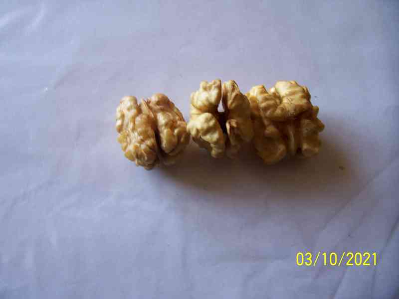  Čerstvé Vlašské ořechy exkluzivně loupané ,jako celá jádra  - foto 1