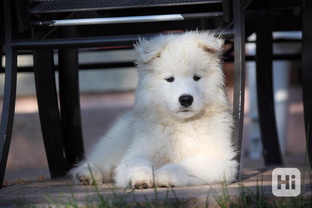 Vynikající štěňata samojedů k adopci Máme štěňata samojedů k - foto 1