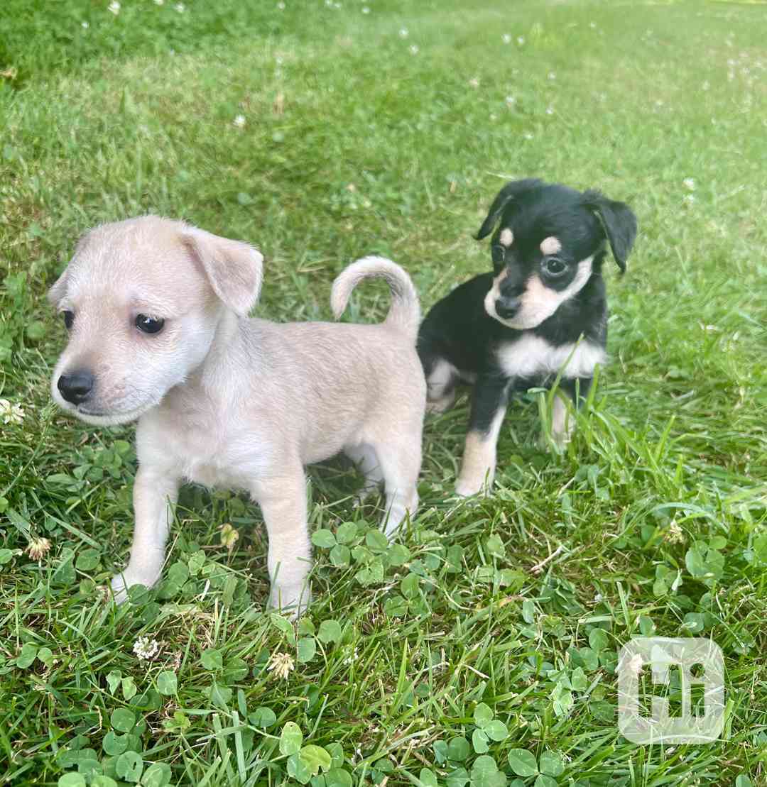 Štěňátka kříženci jezevčíka  - foto 1