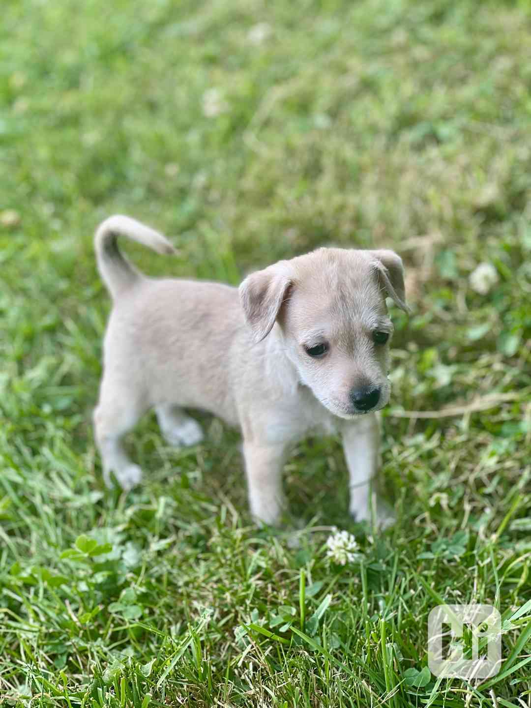 Štěňátka kříženci jezevčíka  - foto 1