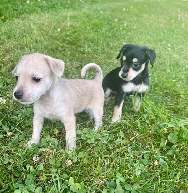 Štěňátka kříženci jezevčíka  - foto 5