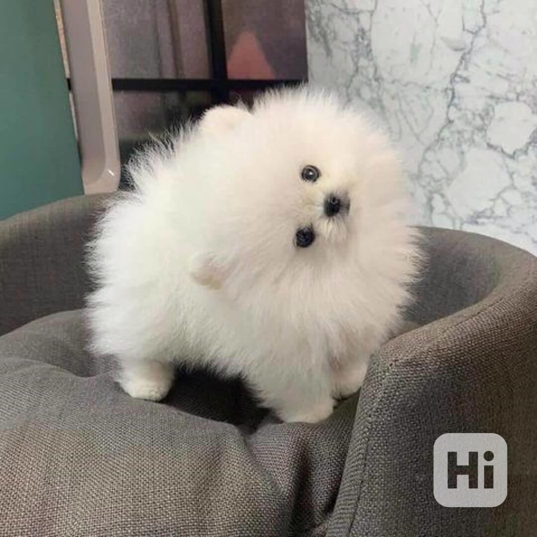 Pomeranian štěňata k dispozici zdarma - foto 1