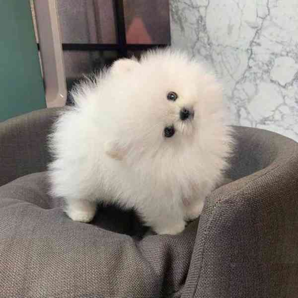 Pomeranian štěňata k dispozici zdarma - foto 1