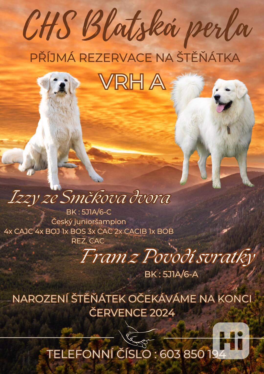 Rezervace štěňat Slovenského čuvače - foto 1