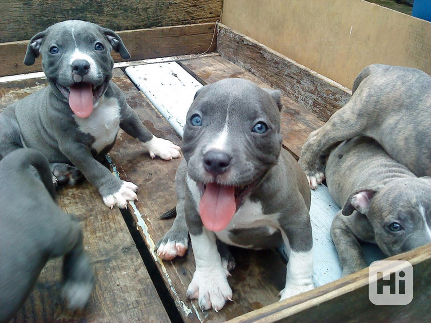Štěňata amerického pitbulteriéra s modrou linií - foto 1