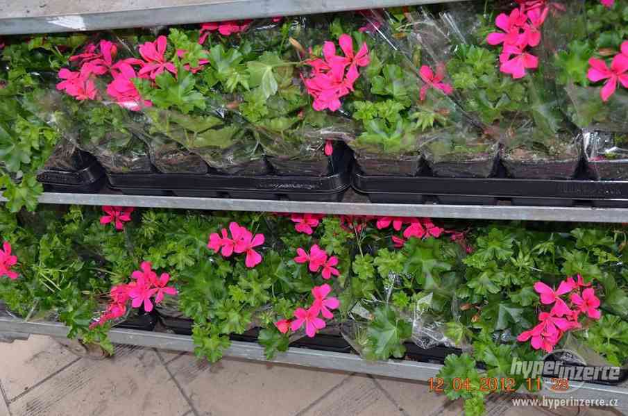 Letničky pelargonie zonale muškáty surfinie balkónové kvety - foto 2