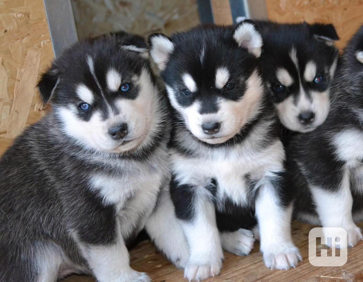 Krásná štěňata sibiřského huskyho k adopci - foto 1