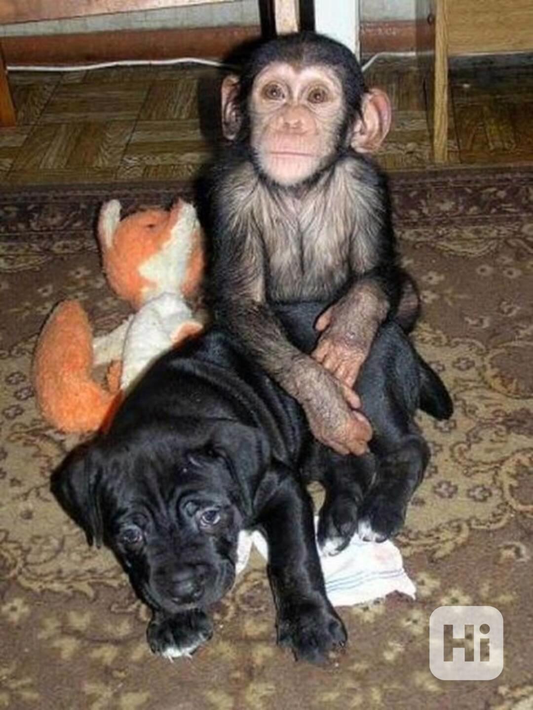 Okouzlující šimpanzí opička - foto 1