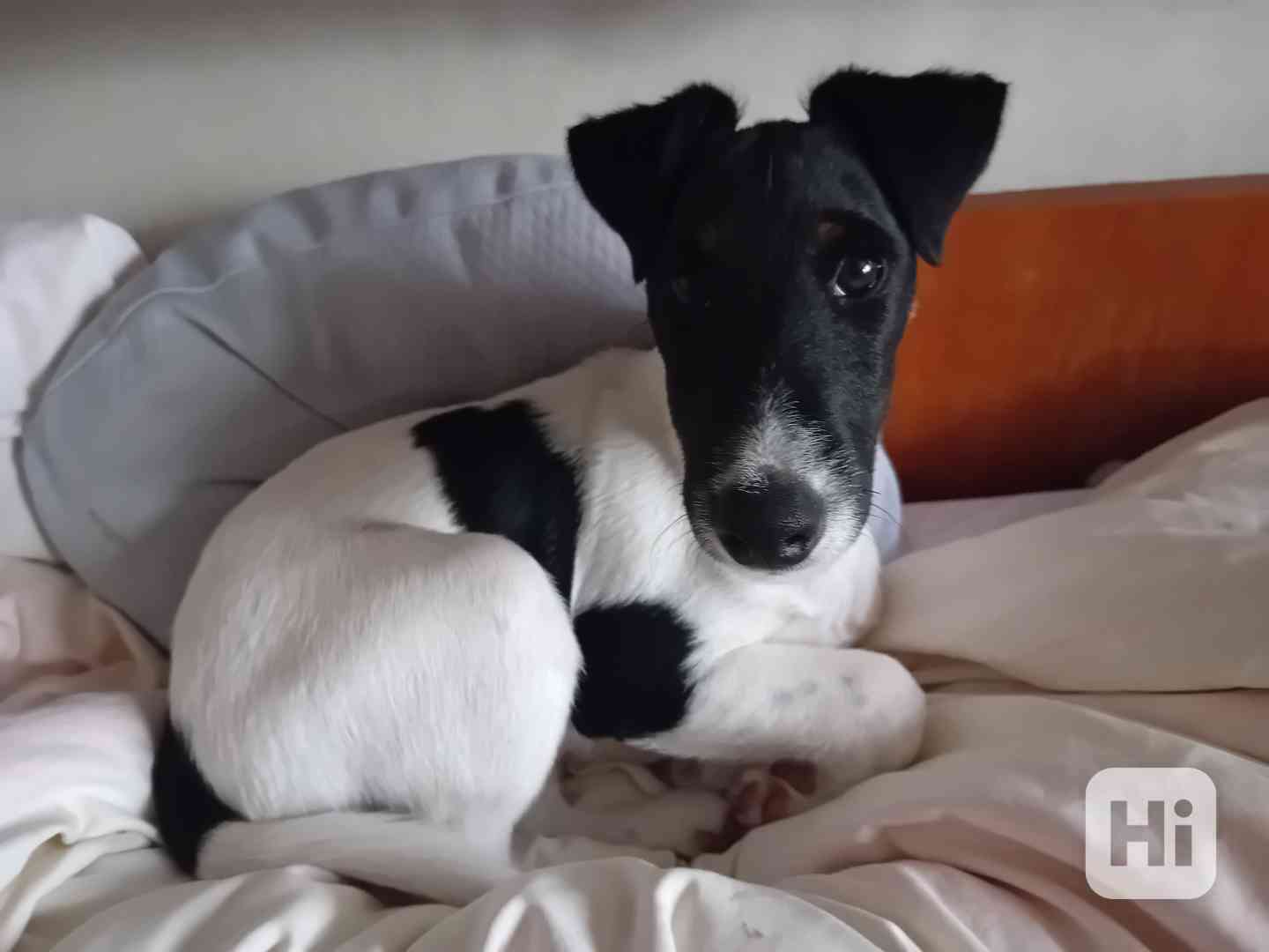 Prodam stene, pejska hladkosrsteho foxteriera s PP  - foto 1