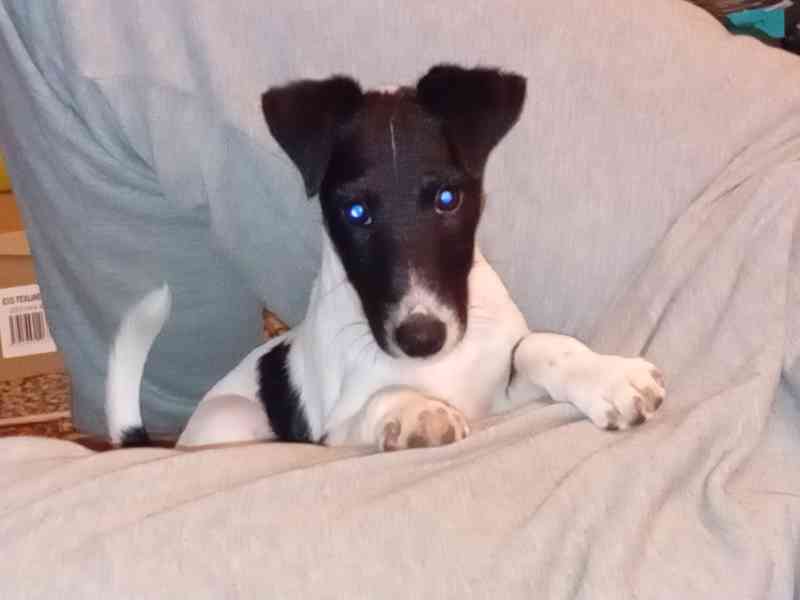 Prodam stene, pejska hladkosrsteho foxteriera s PP  - foto 8