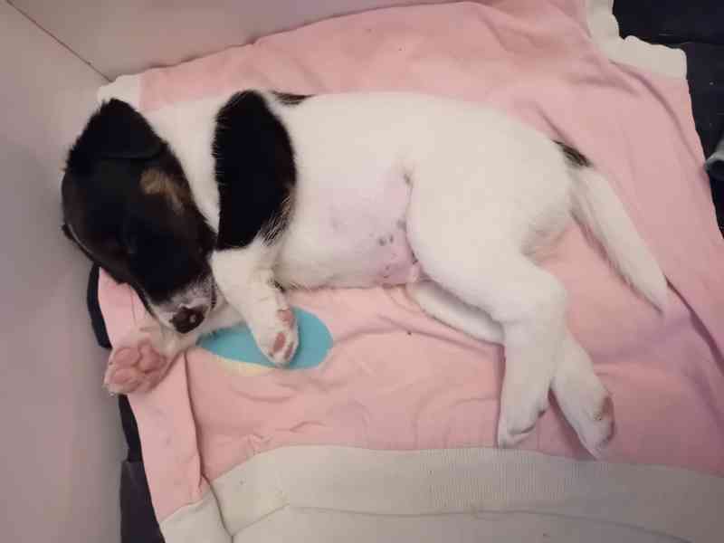 Prodam stene, pejska hladkosrsteho foxteriera s PP  - foto 13