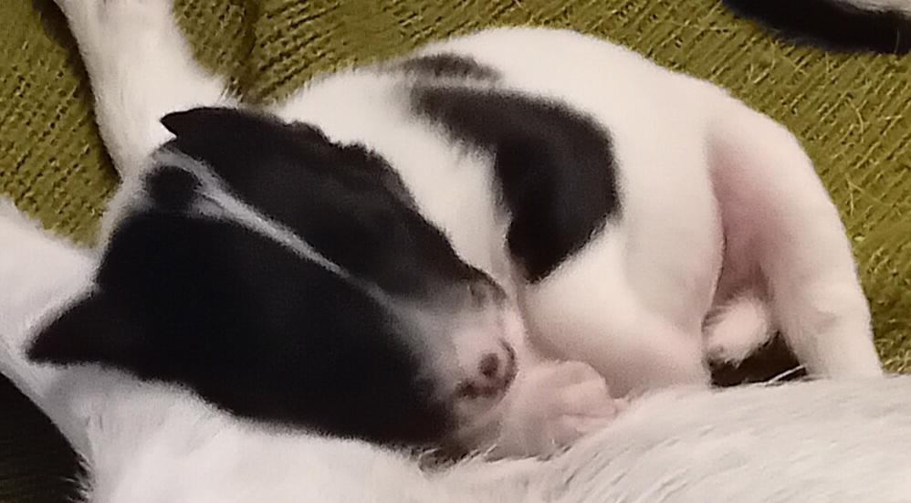 Prodam stene, pejska hladkosrsteho foxteriera s PP  - foto 16