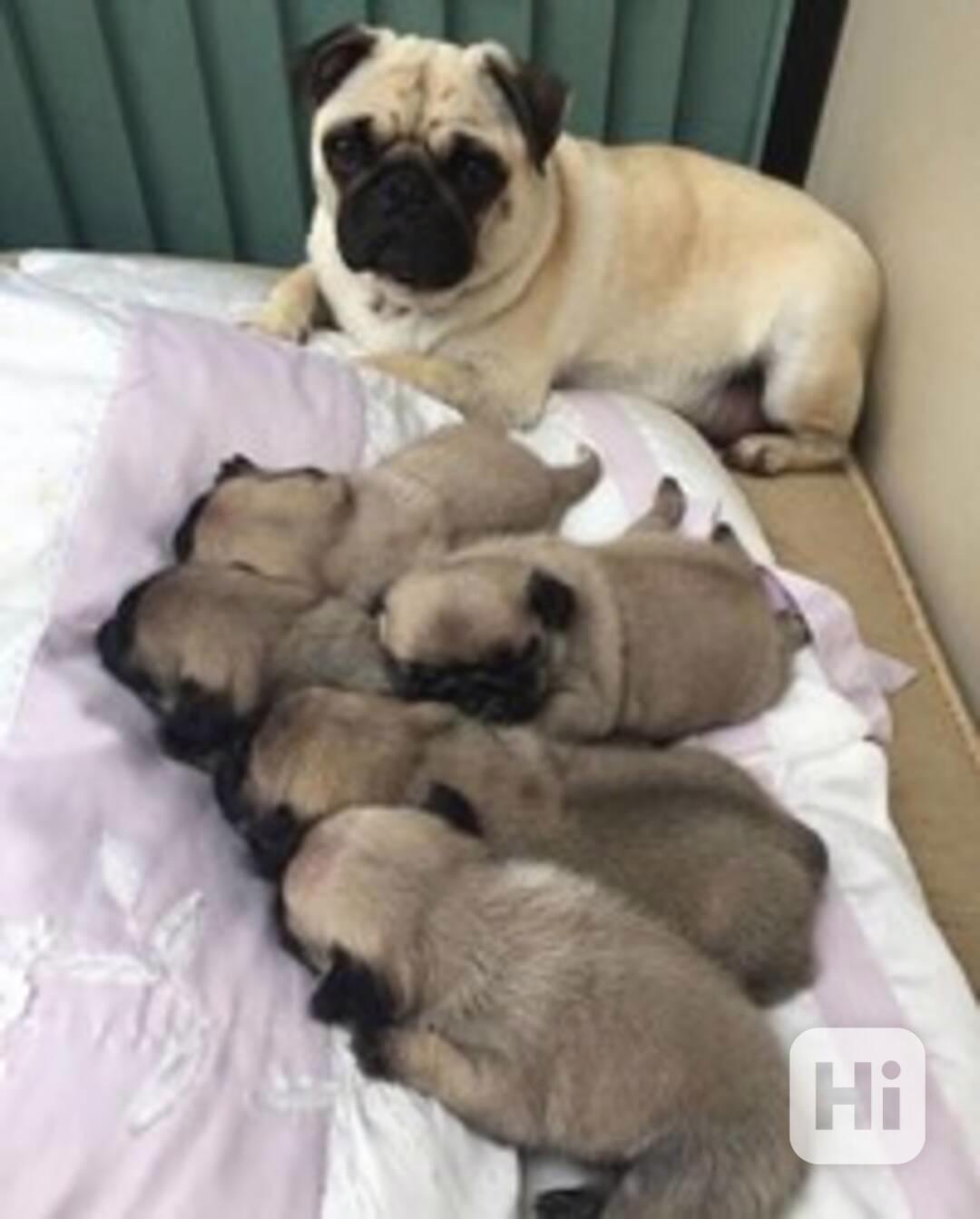 Štěňata mopse - foto 1