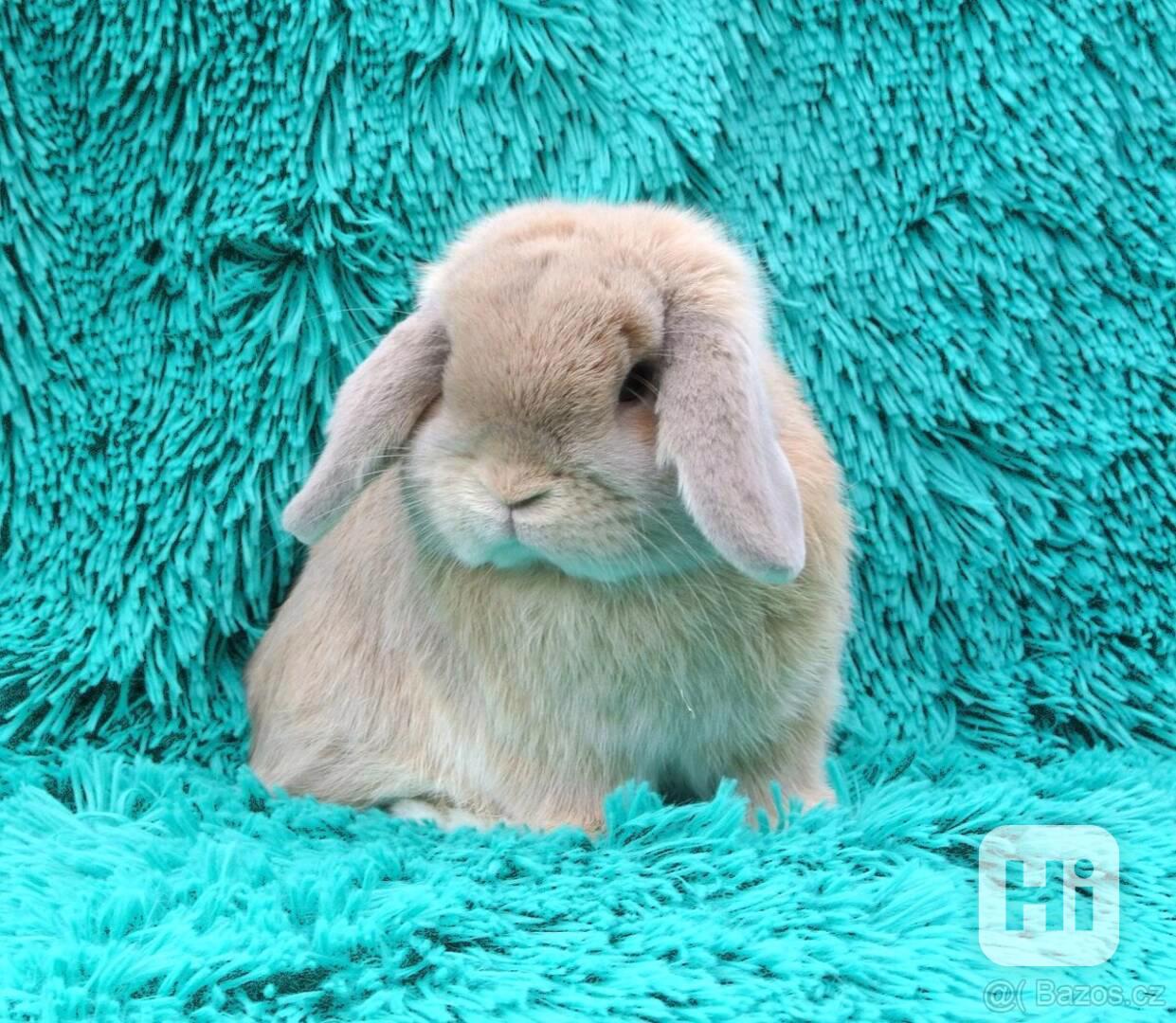 Minilop - králíčci - foto 1
