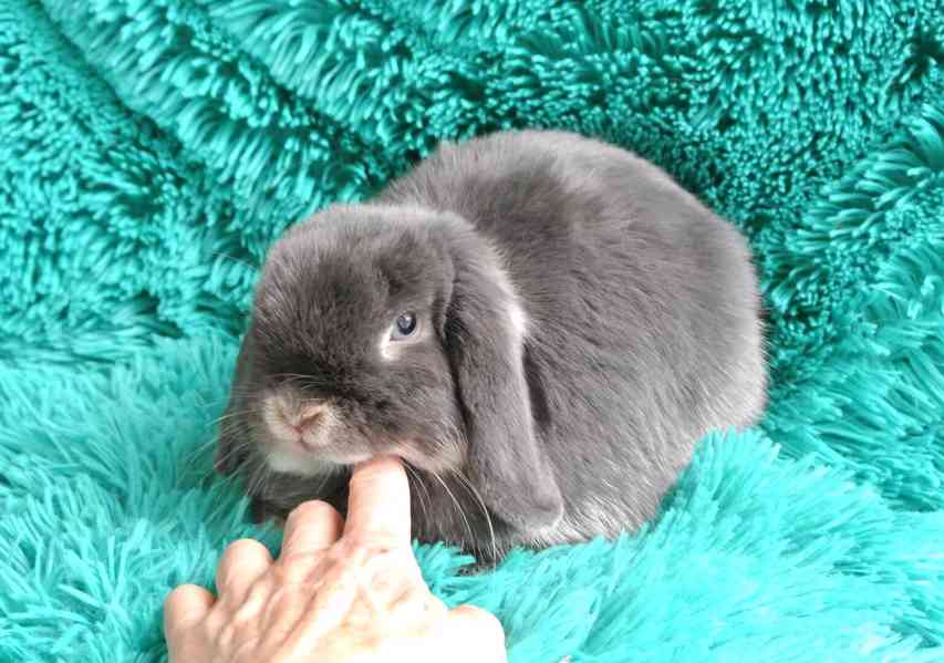 Minilop - králíčci - foto 3