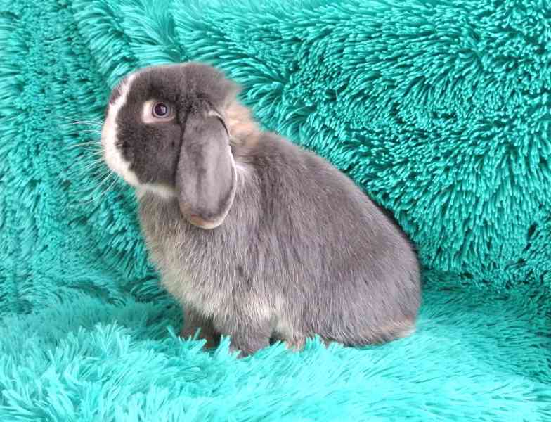 Minilop - králíčci - foto 4