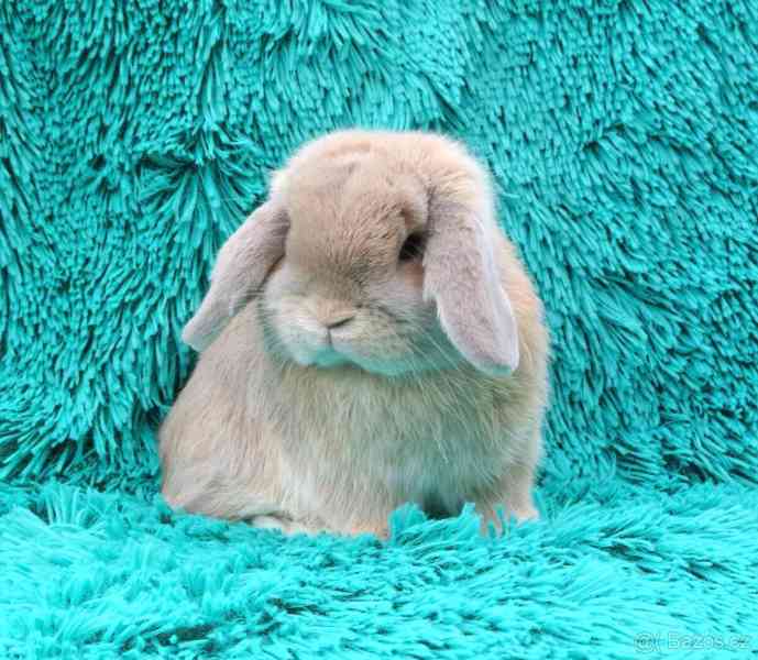 Minilop - králíčci - foto 1