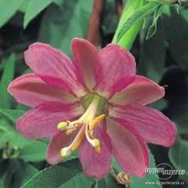 Passiflora Mollissima - semena - foto 1