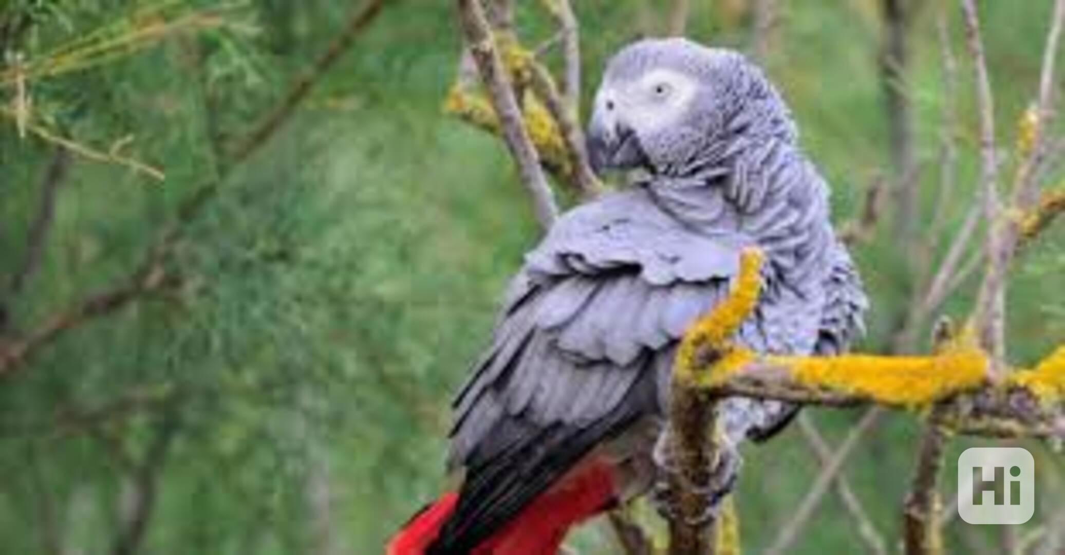 Dárek pro papouška šedého. Ručně dokrmovaní papoušci šedí s  - foto 1
