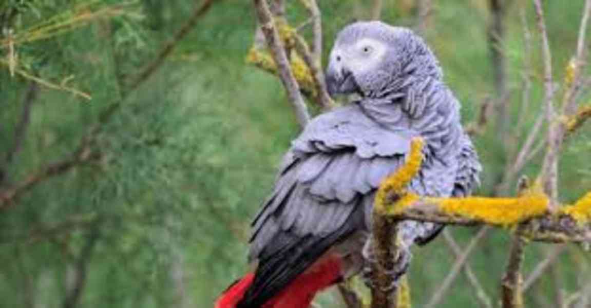 Dárek pro papouška šedého. Ručně dokrmovaní papoušci šedí s  - foto 2