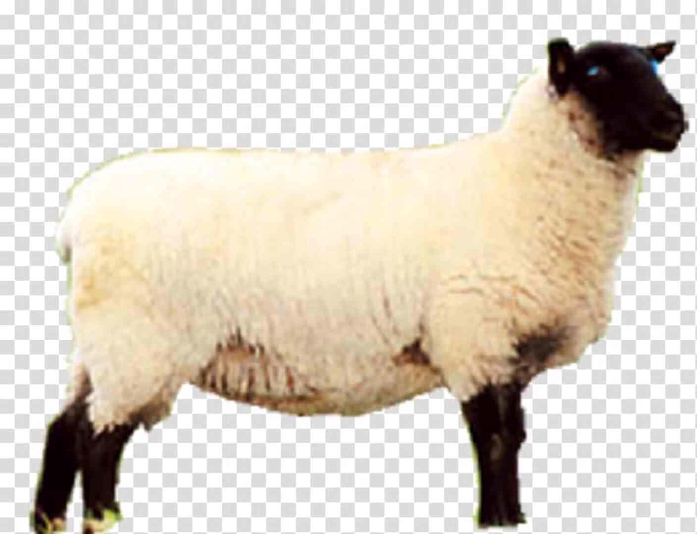 Koupíme Jehňata Ovce i živé - foto 1