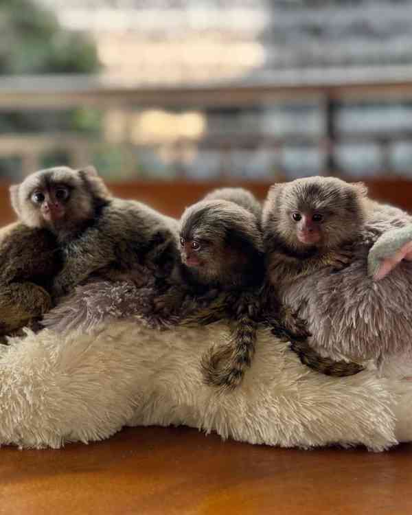 🐒 Láska pro všechny – Kosmani opice nyní k dispozici! 💛 - foto 1