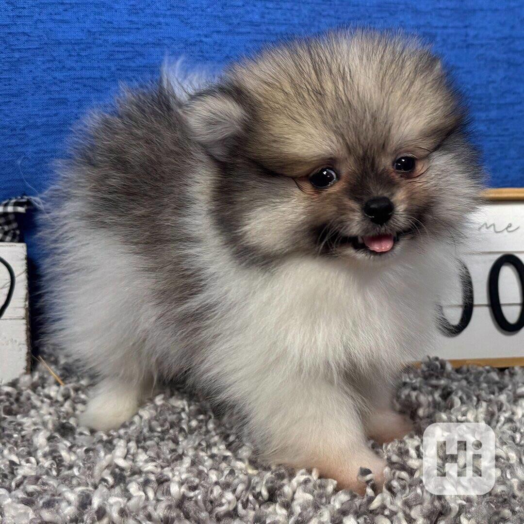 Prodáme čistokrevného pomeraniana - foto 1