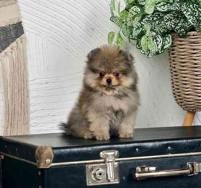 Prodáme čistokrevného pomeraniana - foto 8