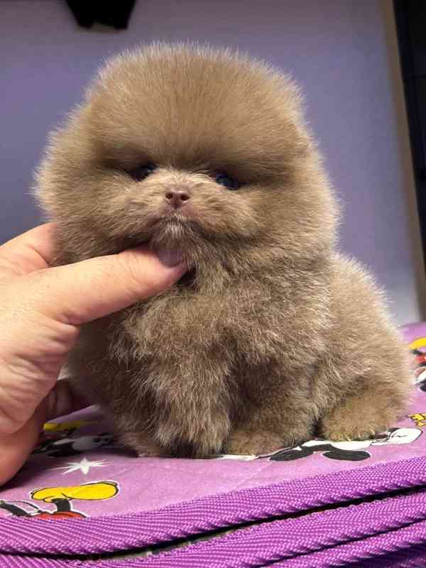 Prodáme čistokrevného pomeraniana - foto 4