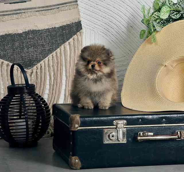 Prodáme čistokrevného pomeraniana - foto 6