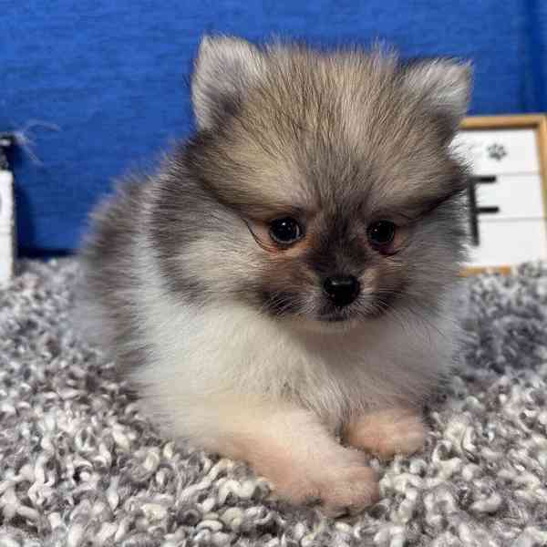 Prodáme čistokrevného pomeraniana - foto 3