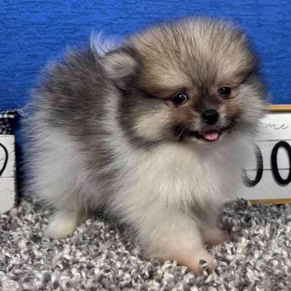 Prodáme čistokrevného pomeraniana - foto 1