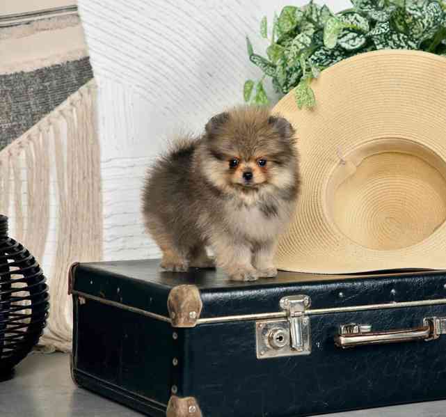Prodáme čistokrevného pomeraniana - foto 7