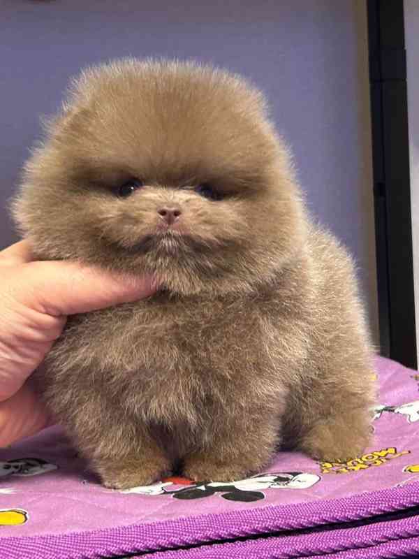 Prodáme čistokrevného pomeraniana - foto 5